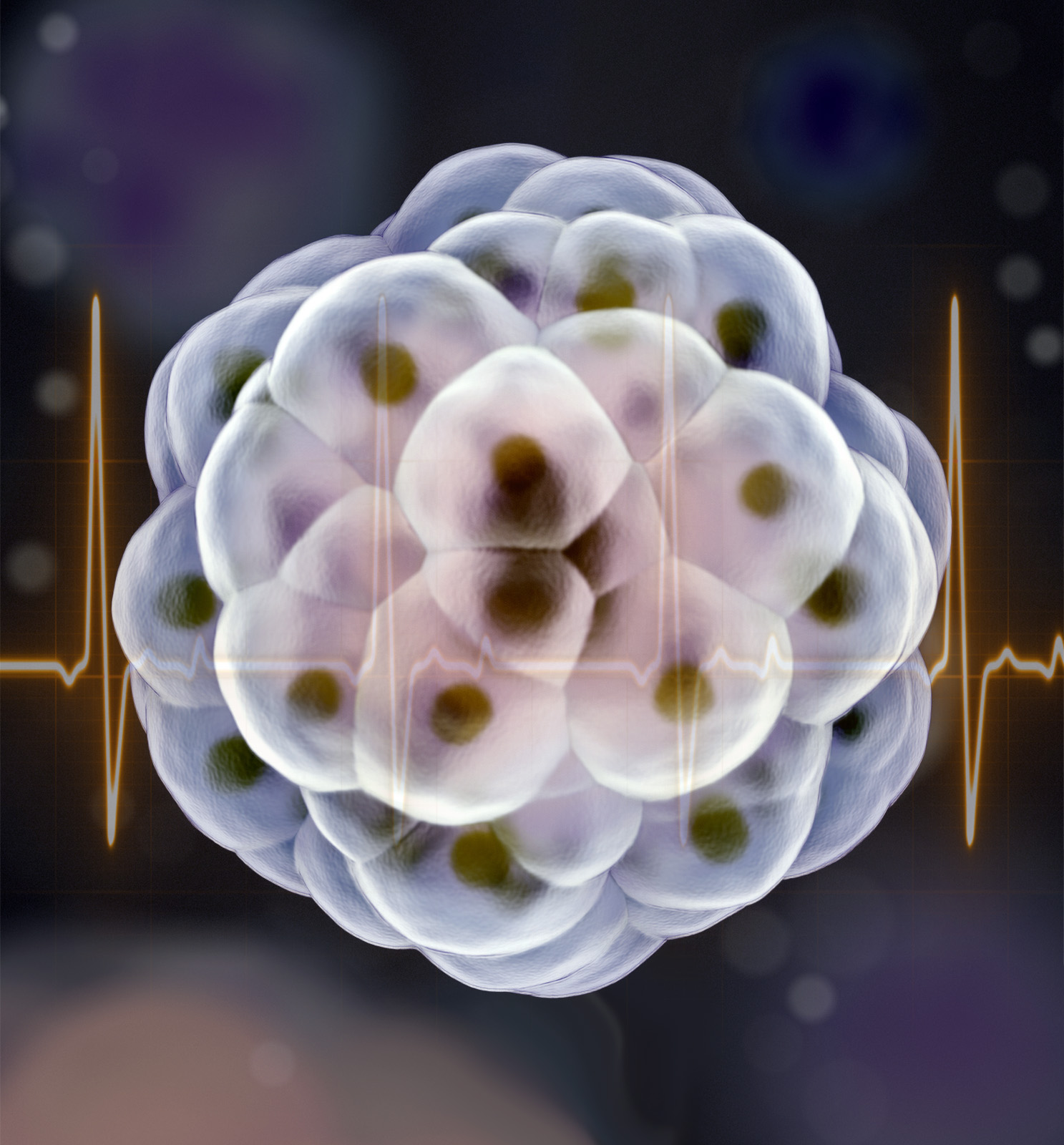 Cardiac Organoids Insights | Axion Biosystems